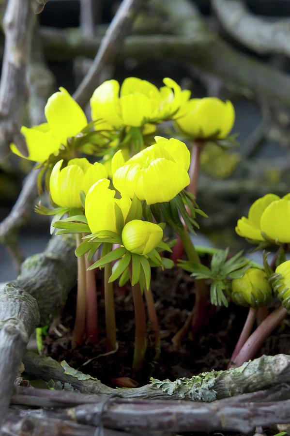 Flowering Winter Aconites Amongst Branches Covered In Lichen Photograph by Martina Schindler