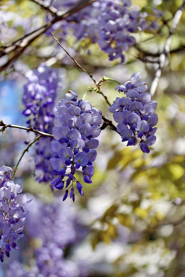 Flowering Wisteria Photograph by Angelica Linnhoff