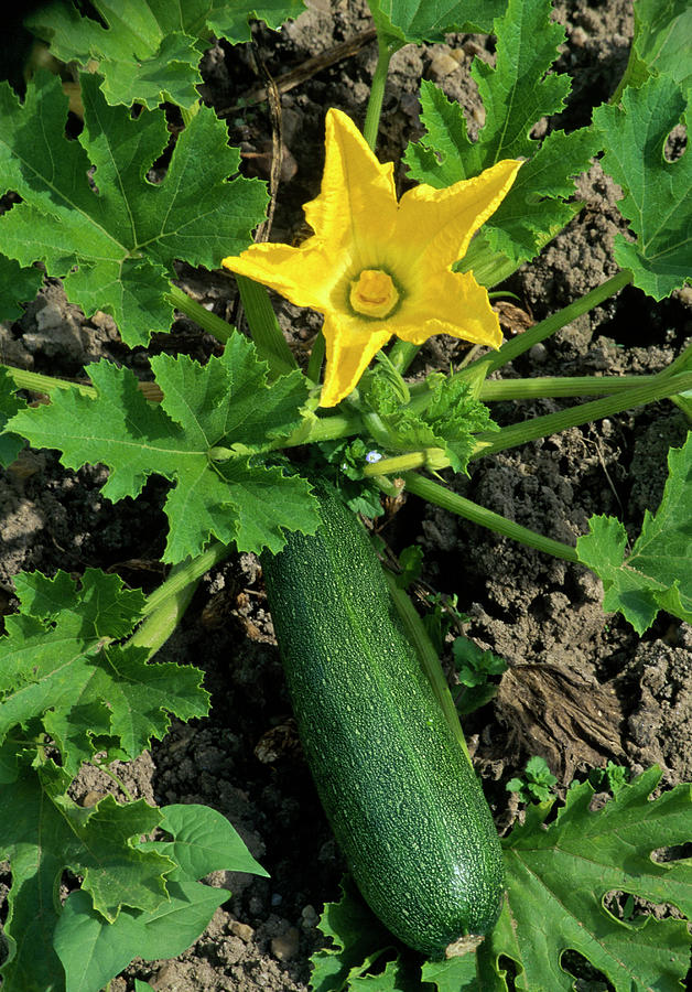 Flowering Zucchini cucurbita Pepo In Vegetable Bed Photograph by Noun ...