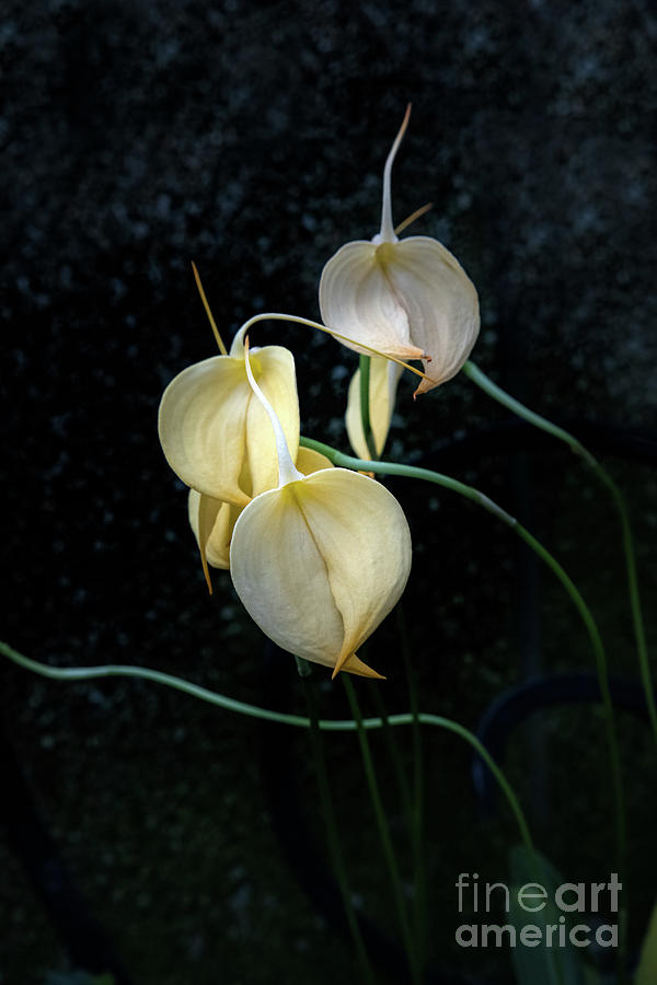 Flowerography Photograph by Marilyn Cornwell