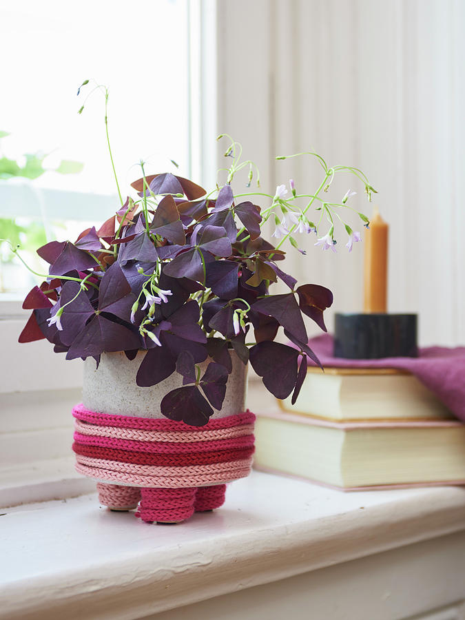 Flowerpot Cover Handmade From Knitted Tubes Made Using Knitting Dolly Photograph by Hsfoto