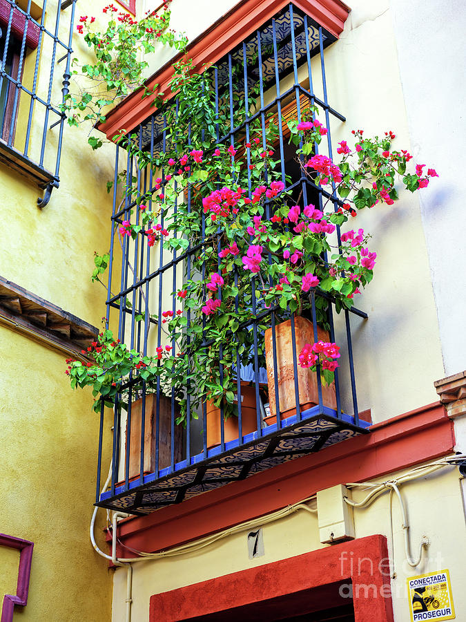 Flowers Above the House in Seville Photograph by John Rizzuto