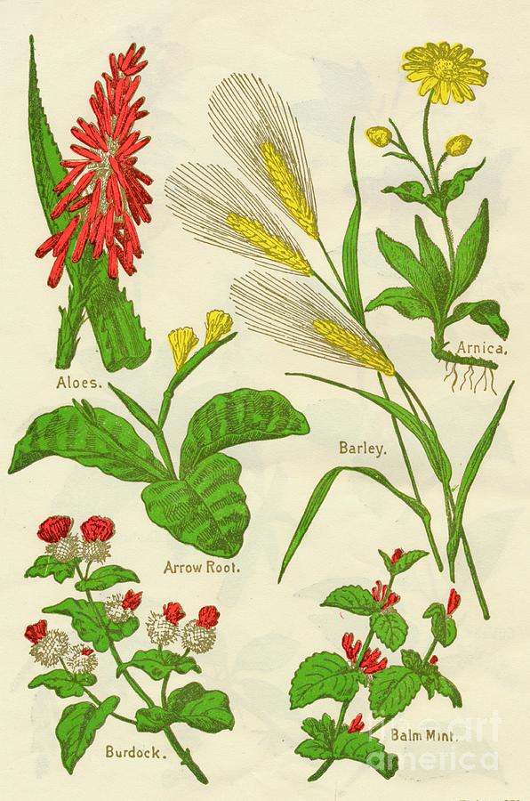 Flowers Aloes, Arnica, Arrow Root Drawing by Print Collector