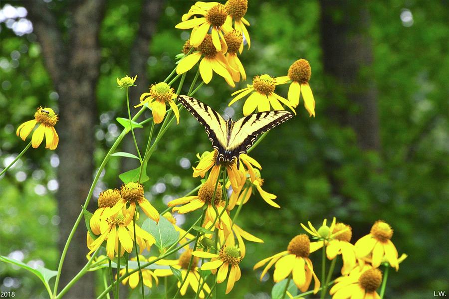 Flowers And Butterfly Photograph by Lisa Wooten