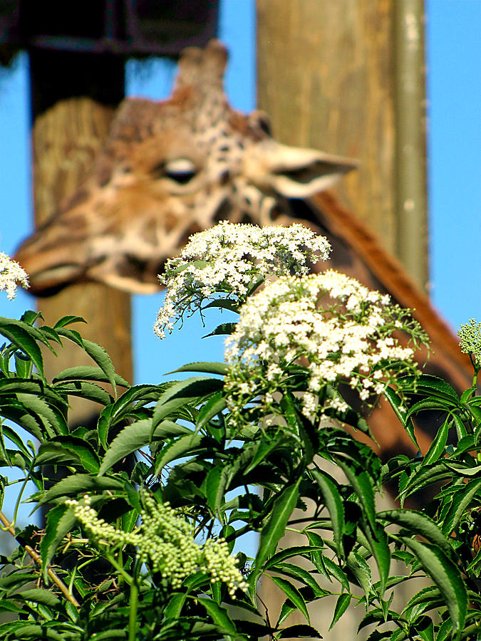 Flowers and Giraffe   Photograph by Christopher Mercer