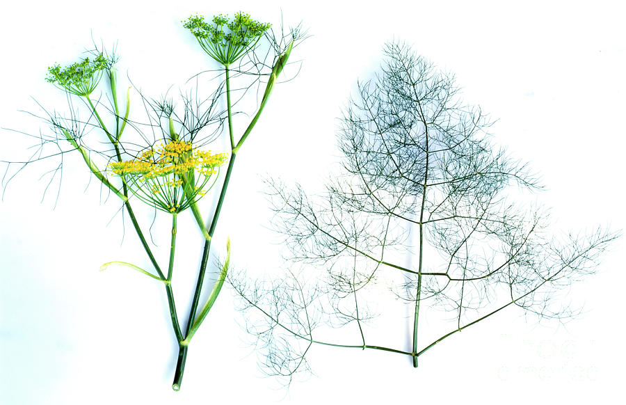 Flowers And Leaves Of Fennel (foeniculum Vulgare) Photograph by Maximilian Stock Ltd/science Photo Library