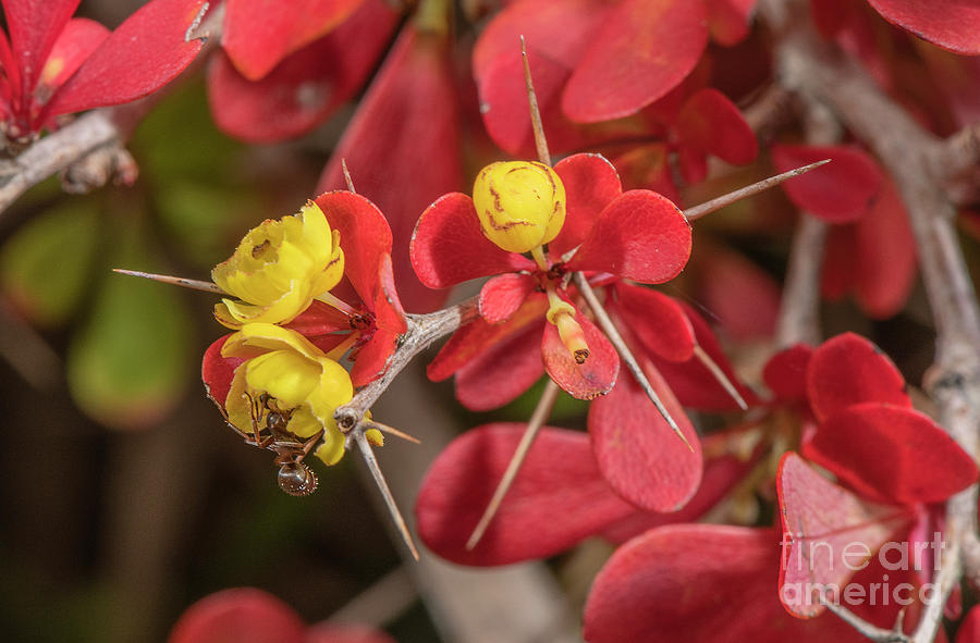 Ant Photograph - Flowers And Leaves Of Japanese Barberry With Ant Pollinators by Bob Gibbons/science Photo Library