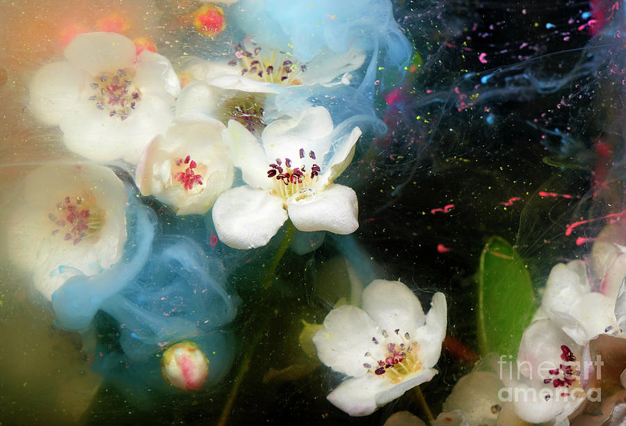 Flowers And Paint In Water Photograph by Tara Moore