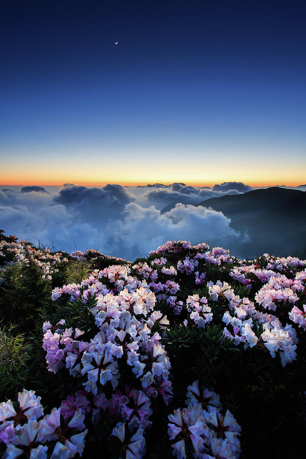 Flowers And Sea Of Clouds Photograph by Samyaoo