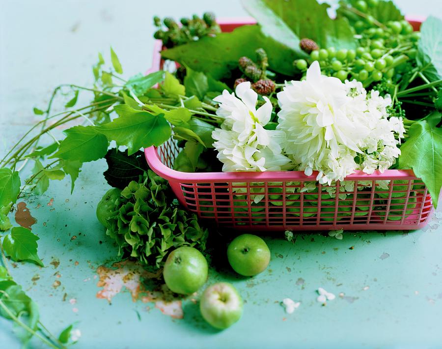 Flowers And Sprigs Of Unripe Grapes And Blackberries In Plastic Basket Photograph by Matthias Hoffmann