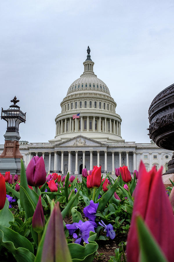 Flowers and The Capital Building Photograph by Doug Ash