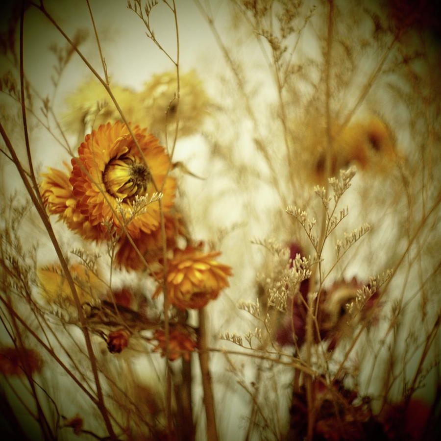 Flowers Photograph by Arys Chien @ Deepwhite Studio