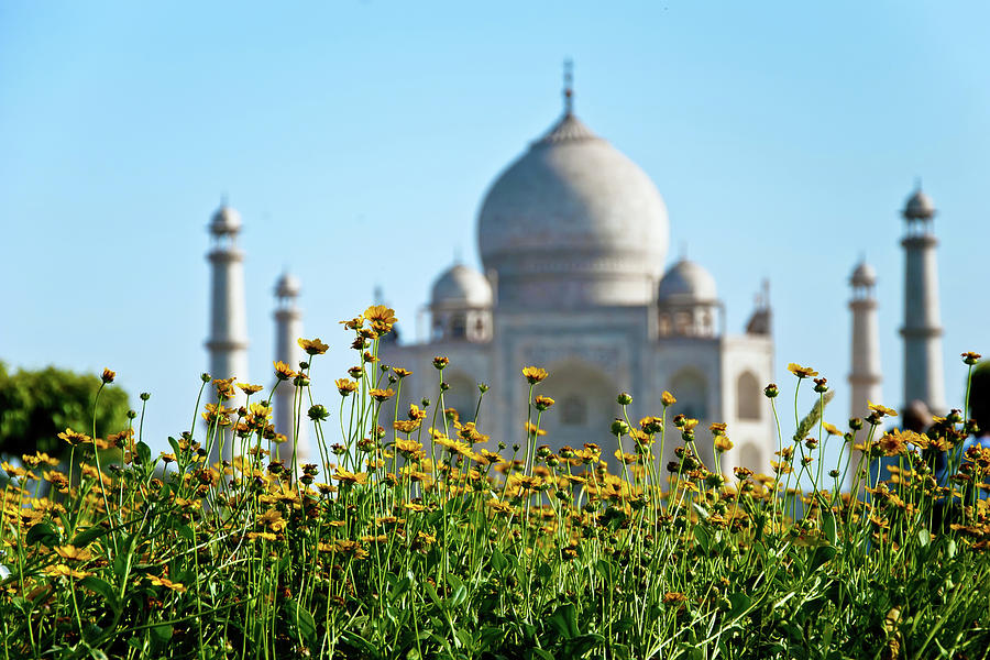 Flowers At Garden With Taj Mahal Photograph by Subir Basak