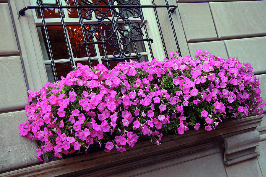 Flowers On A Windowsill by Cora Wandel