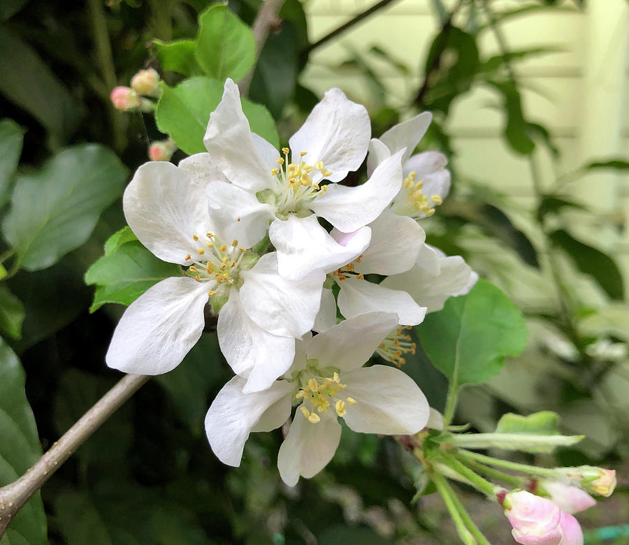 Flowers Photograph by Benji Friedman - Fine Art America