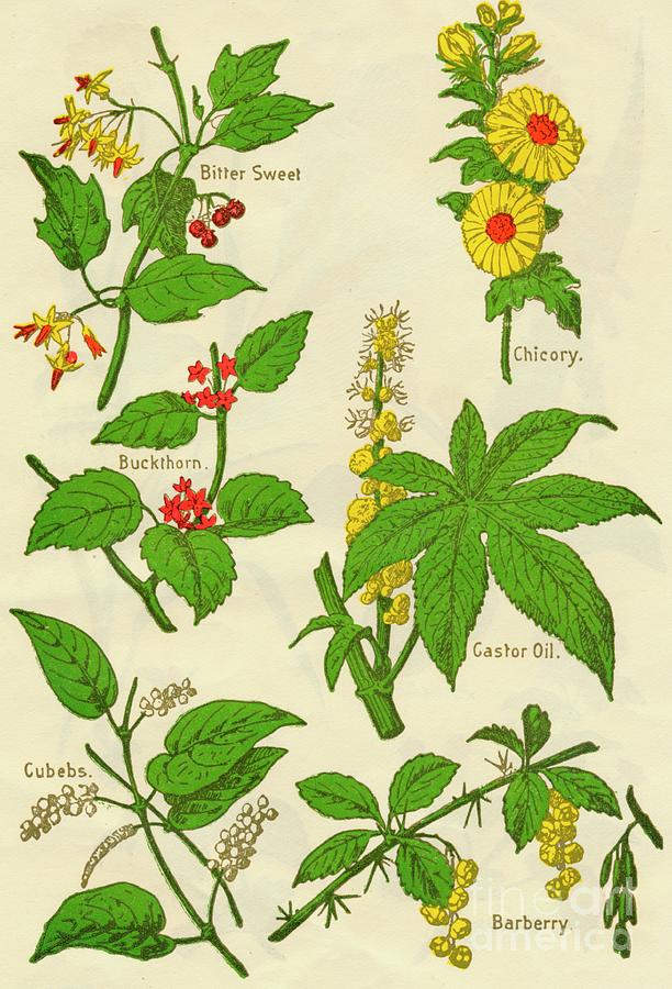 Flowers Bitter Sweet, Buckthorn Drawing by Print Collector