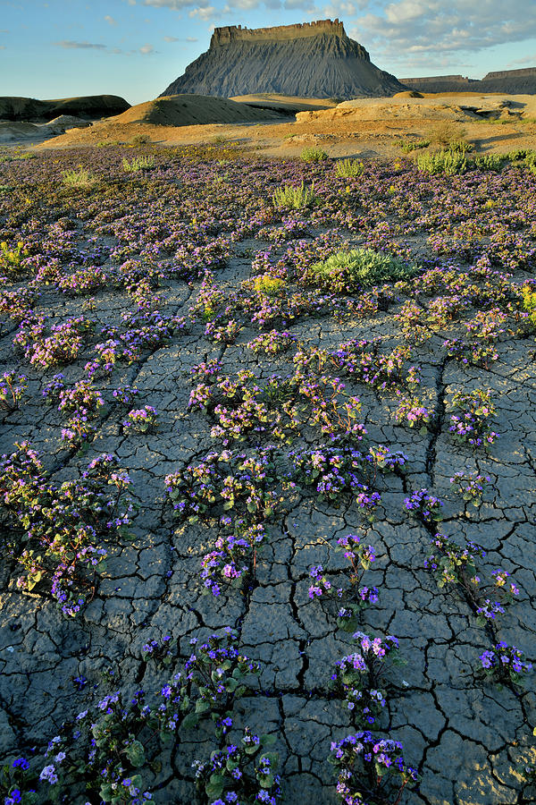 Flowers Bloom amidst Cracked Earth at Factory Butte Photograph by Ray Mathis