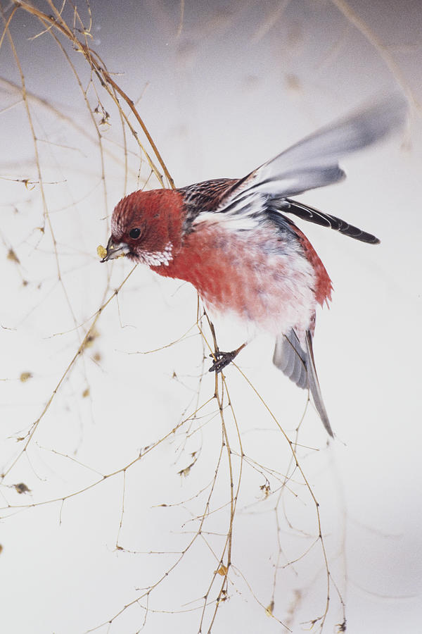 Wildlife Photograph - Flowers Blooming In Winter by Yoshikazu Wada Wildlife Photograph - Flowers Blooming In Winter by Yoshikazu Wada