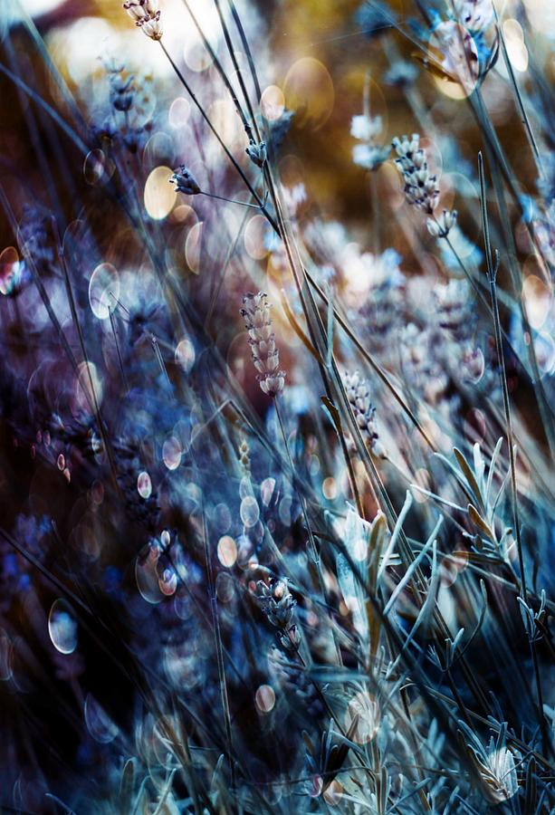 Flowers, Bubbles & Dreams Photograph by Delphine Devos