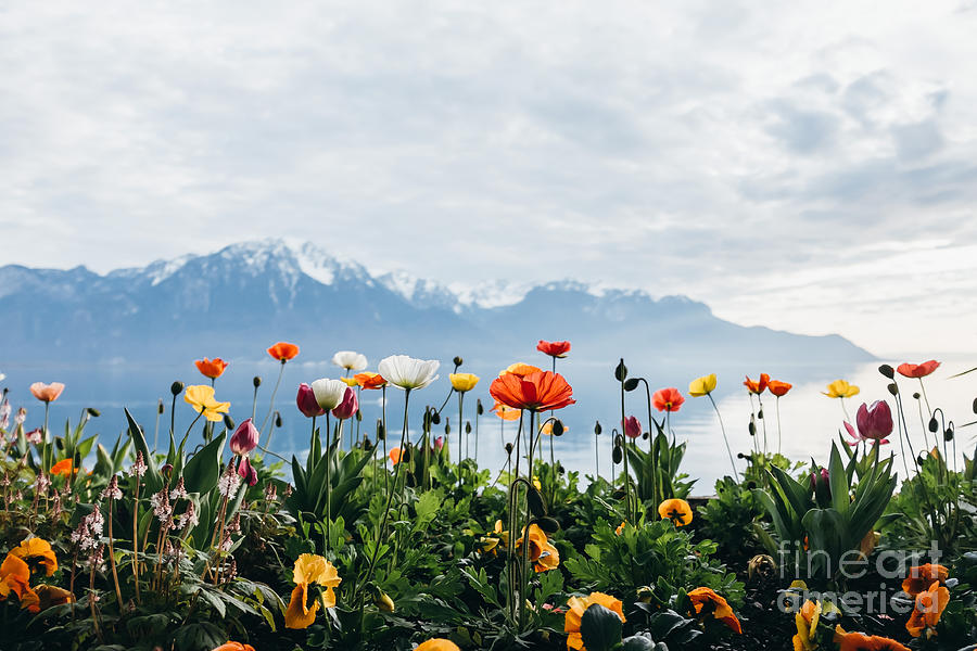 Alps Photograph - Flowers By The Lake In Montreux by Natchapnc Alps Photograph - Flowers By The Lake In Montreux by Natchapnc