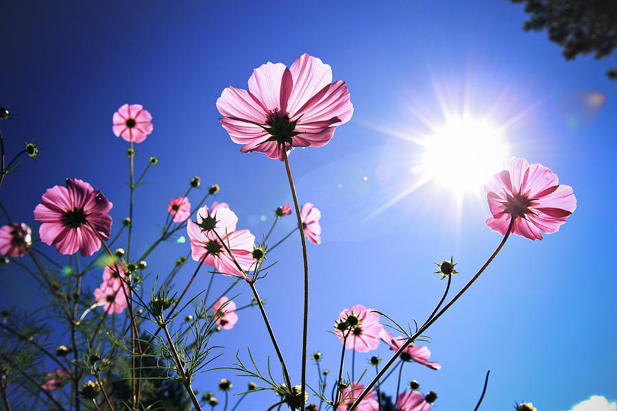 Pin on Flowers and skies