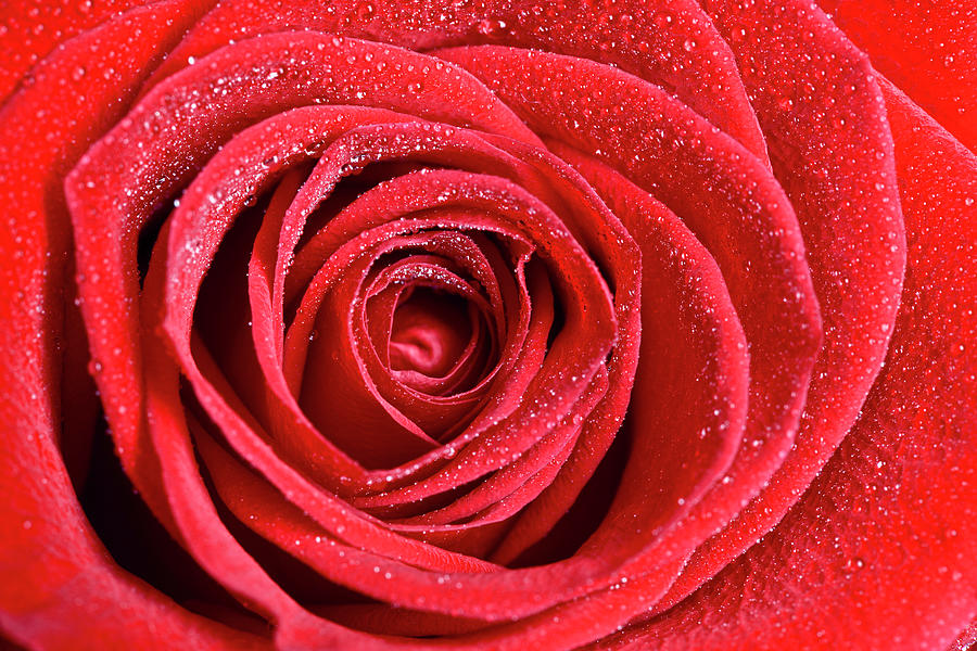 Flowers Extreme Macro Series Red Rose Photograph by Ilbusca