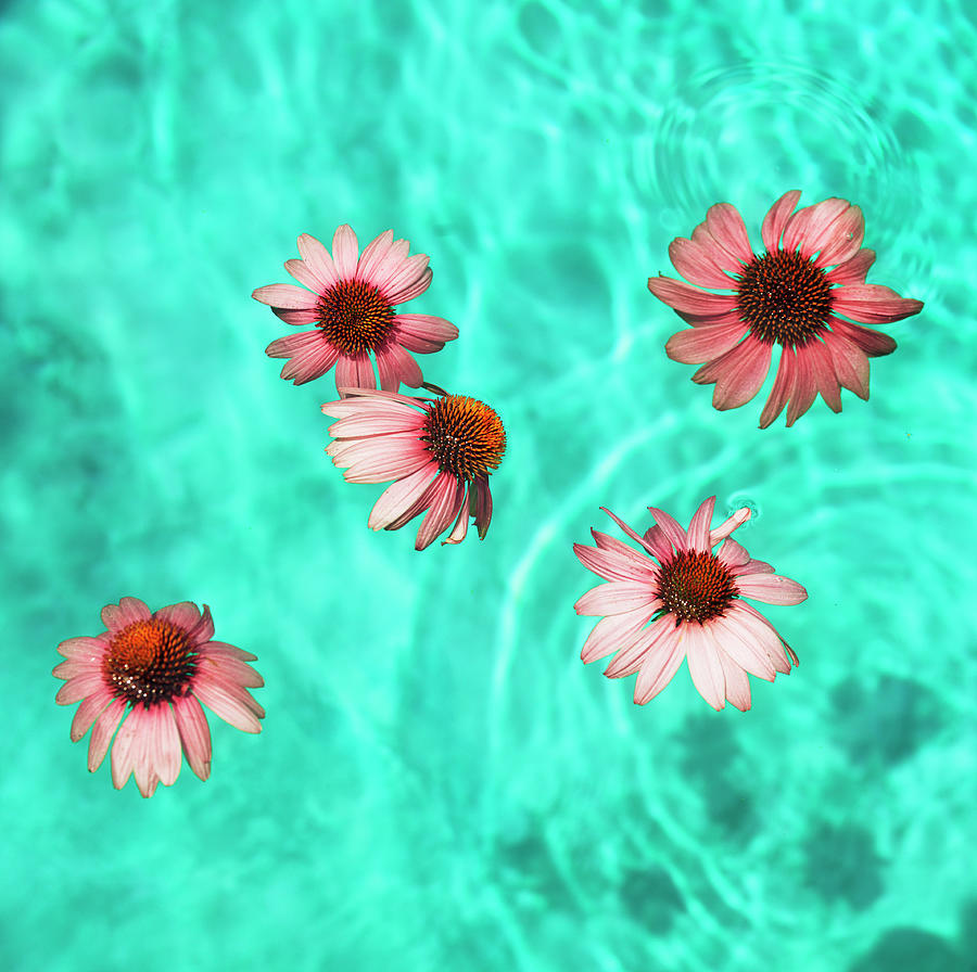 Flowers Floating In Swimming Pool Photograph by Henrik Weis