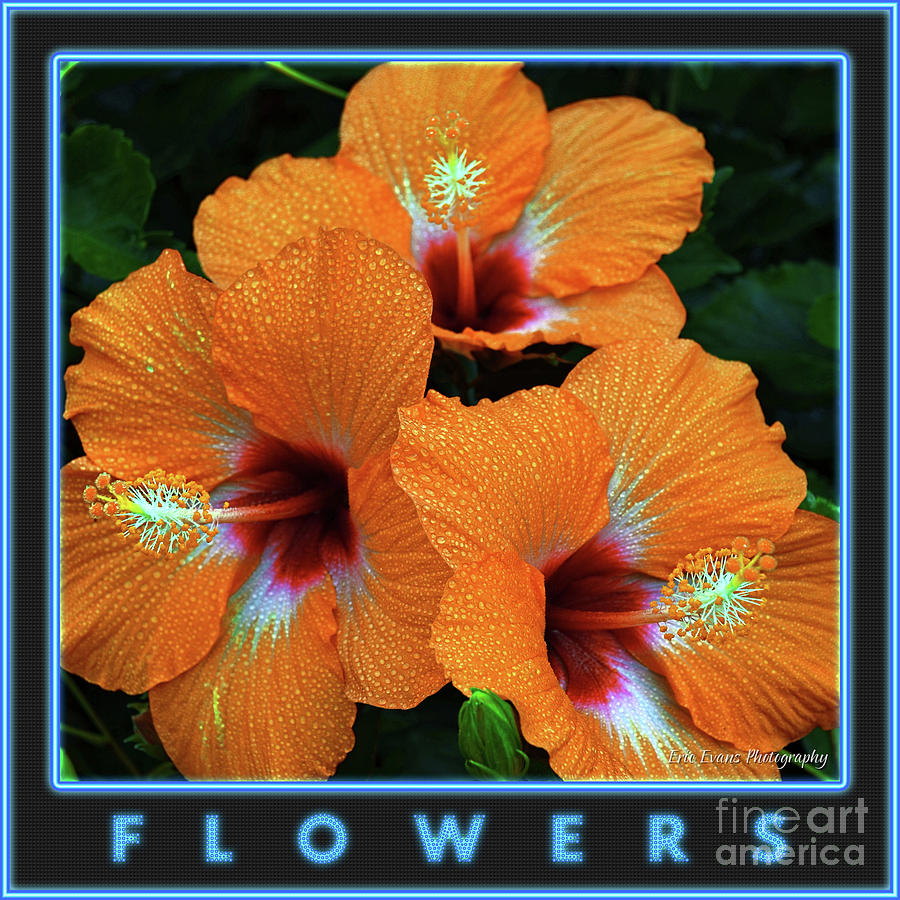 Flower Photograph - Flowers Gallery Button by Aloha Art