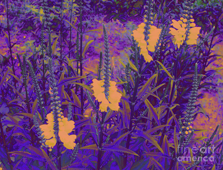 Flowers Garden by Cveti Dinkova Flowers Garden by Cveti Dinkova