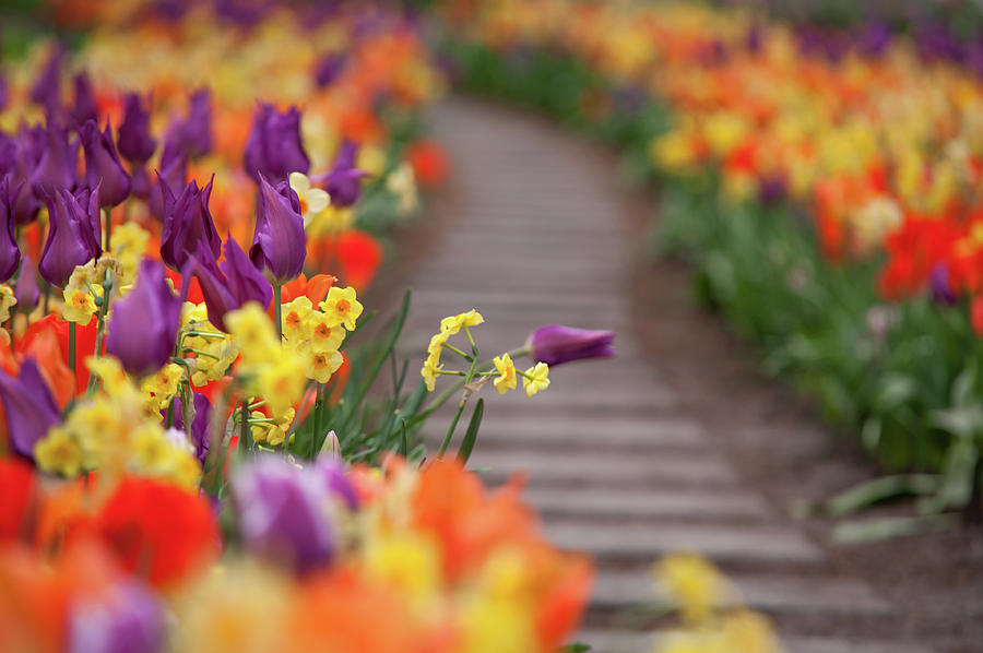 Flowers Greetings by Jenny Rainbow Flowers Greetings by Jenny Rainbow