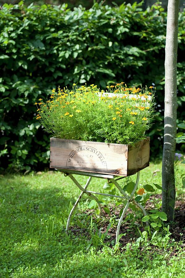 Flowers Growing In A Crate On A Garden Chair Photograph by Hans Gerlach