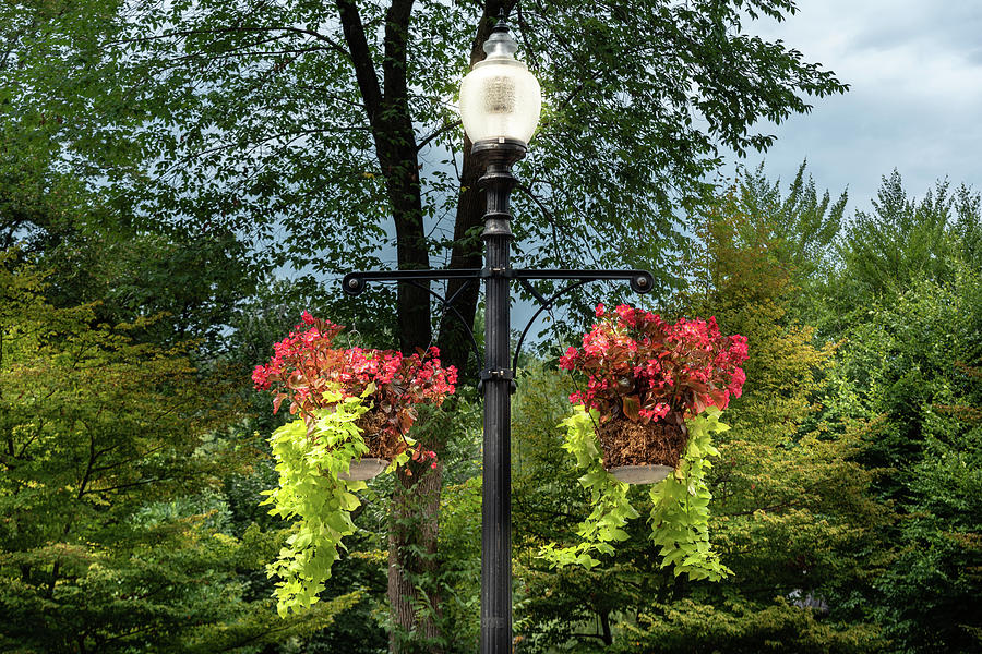 Flowers Hung On Light Post Photograph