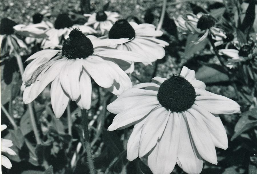 Flowers in Black and White Photograph by Lois Tomaszewski