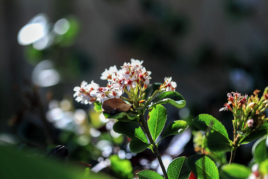 Beautiful Blooms by Uncle Arny Beautiful Blooms by Uncle Arny