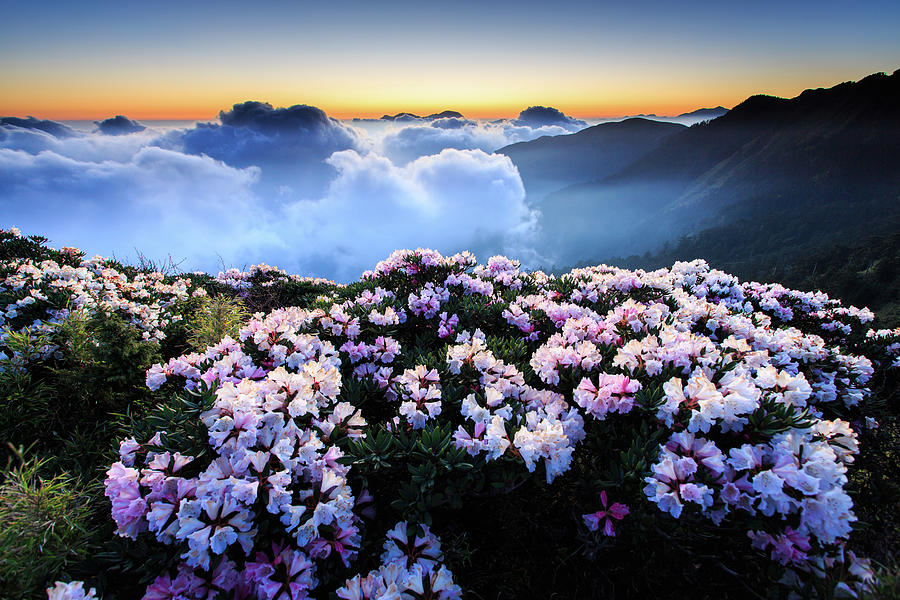 Flowers In High Mountains Photograph by Samyaoo