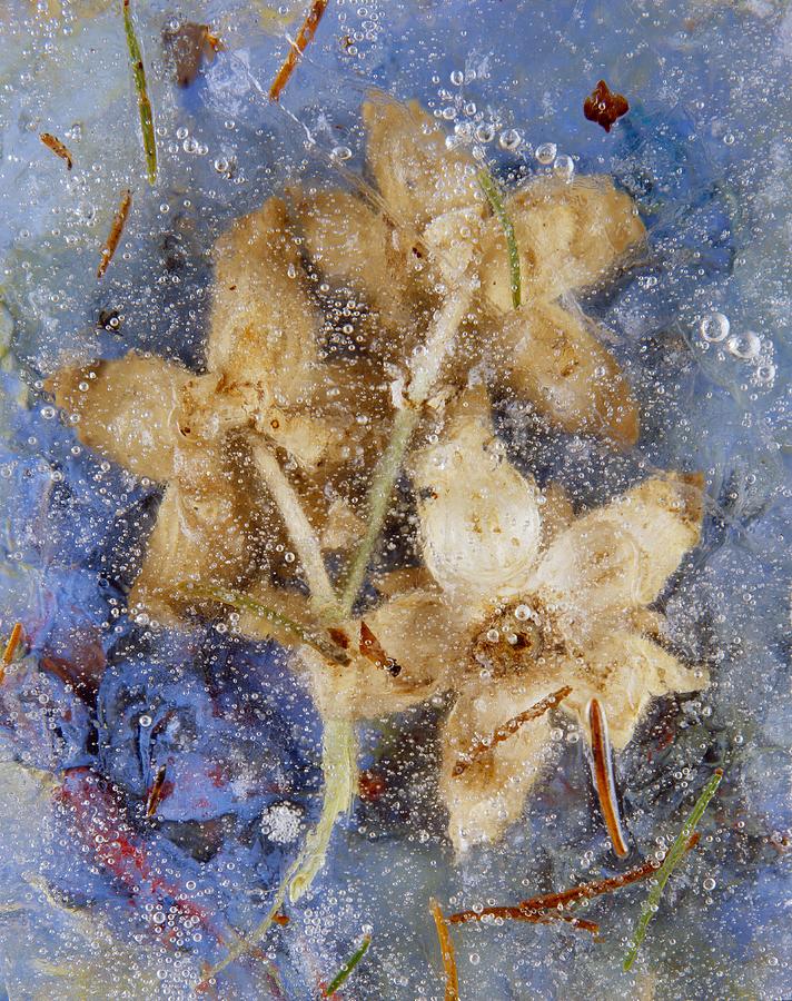 Flowers In Ice Digital Art by Lando Pescatori