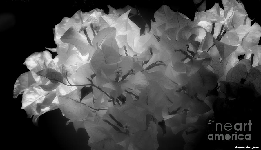 Flowers in Light Photograph by Marcia Lee Jones