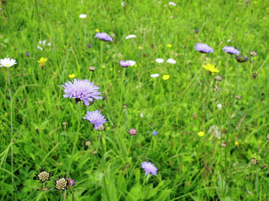 Flowers In Mountain Pasture detail Photograph by Petr Gross