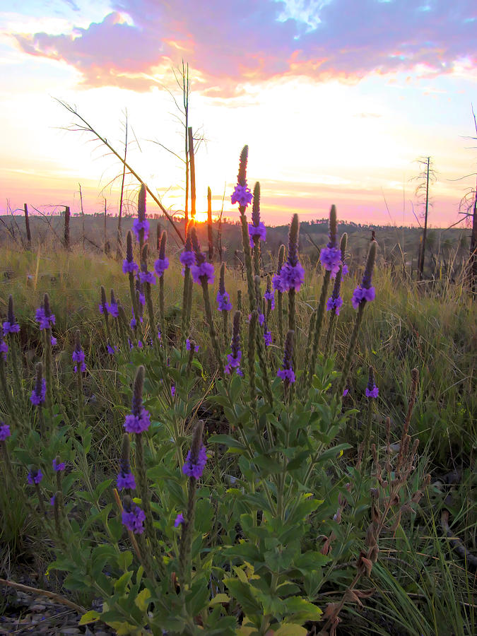 Flowers in the Black Hills  Photograph by Cathy Anderson