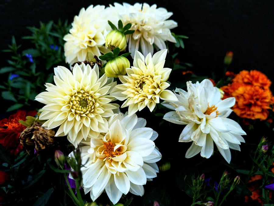 Flowers in the garden by Geraldine Gracia Flowers in the garden by Geraldine Gracia