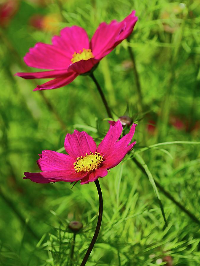 Flowers in the gardens at Scone Palace by James Lamb Flowers in the gardens at Scone Palace by James Lamb