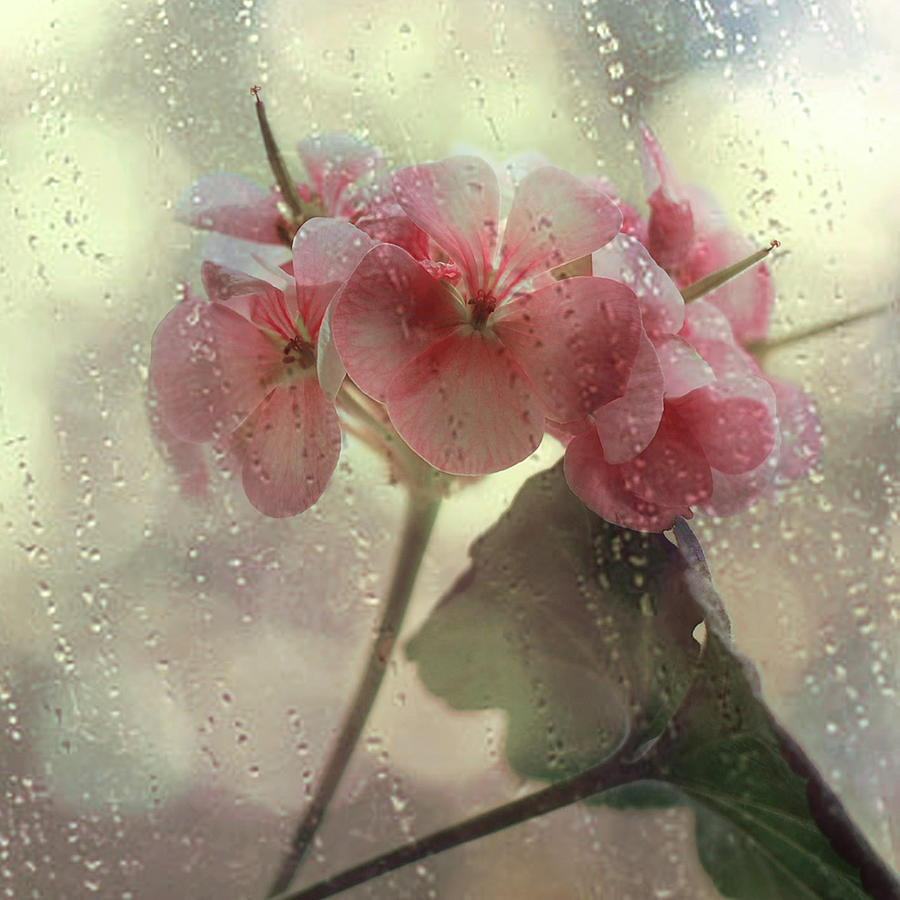 Flowers In The Rain Photograph by Yulia.m