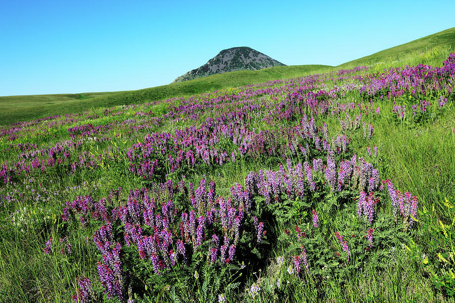 Flowers in the Sweet Grass Hills Photograph by Todd Klassy