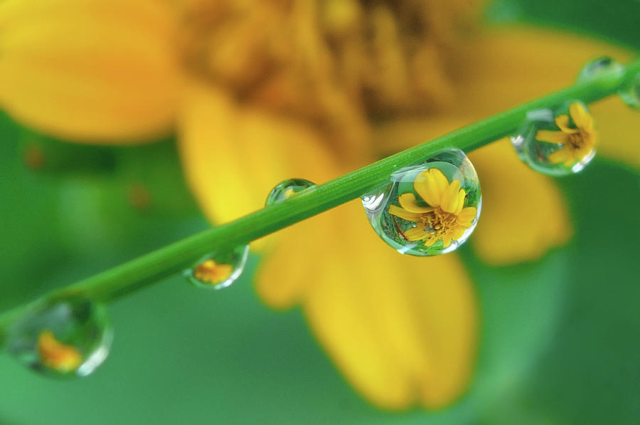 Flowers In Water Droplets Photograph by Fiftymm99
