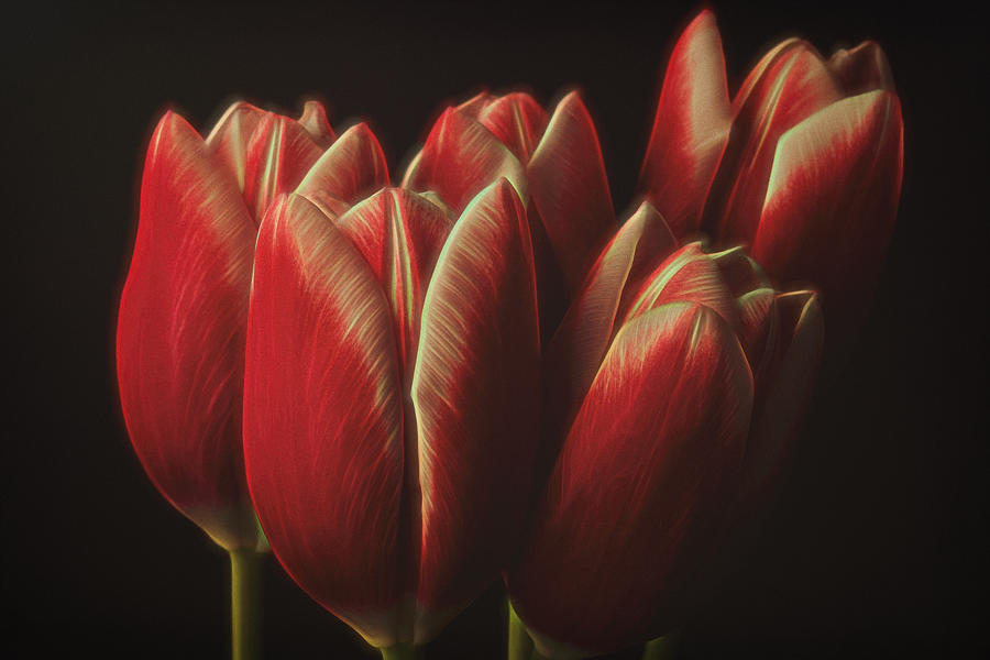 Tulip Photograph - Flowers by Naoya Nakagawa
