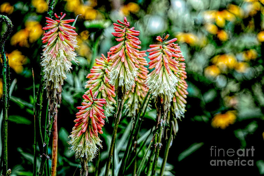 Flowers Nature  Photograph by Chuck Kuhn