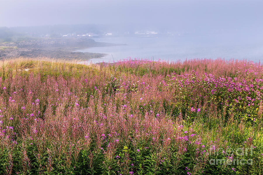 Flowers Of Brier Island, Nova Scotia Photograph