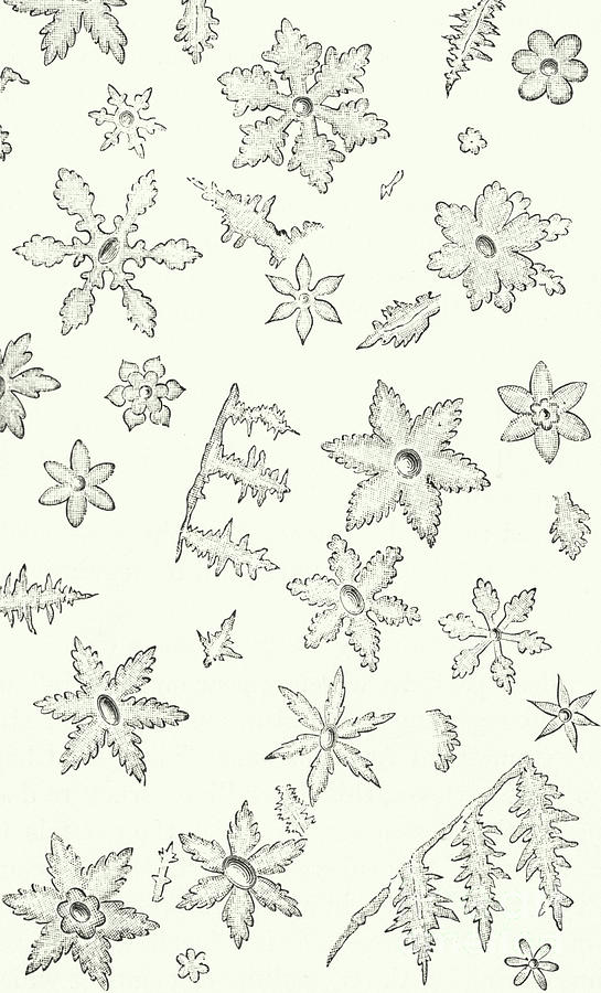 Nature Drawing - Flowers of Ice by English School