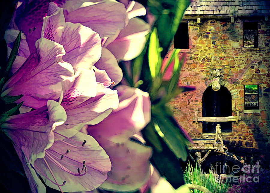 Flowers of Old Mill - Dramatic Azaleas Photograph by Karen Beasley