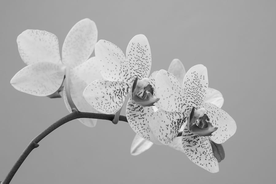 Flowers Of Orchid In Black And White Photograph by Vitalii M - Fine Art ...